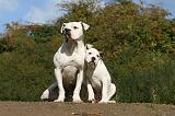 BOULEDOGUE AMERICAIN 325